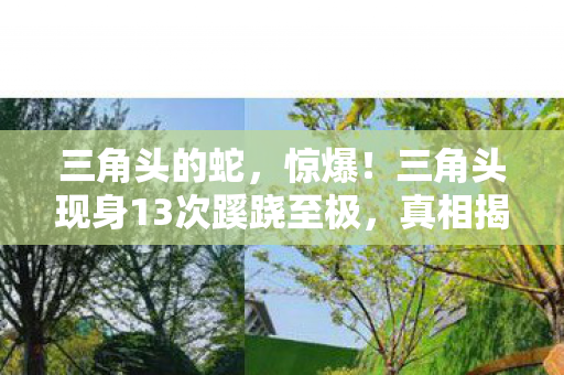 三角头的蛇,惊爆!三角头现身13次蹊跷至极,真相揭晓后背发凉! 三角头的蛇,惊爆!三角头现身13次蹊跷至极,真相揭晓后背发凉!