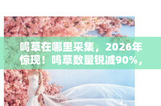 鸣草在哪里采集,2026年惊现!鸣草数量锐减90%,背后隐藏何种惊天秘密? 鸣草在哪里采集,2026年惊现!鸣草数量锐减90%,背后隐藏何种惊天秘密?
