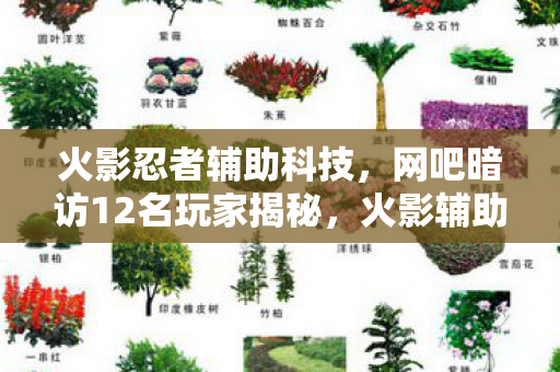 火影忍者辅助科技，网吧暗访12名玩家揭秘，火影辅助疑云下，谁绷不住先哭了？