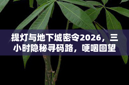 提灯与地下城密令2026，三小时隐秘寻码路，哽咽回望，那些提灯夜战的旧时光