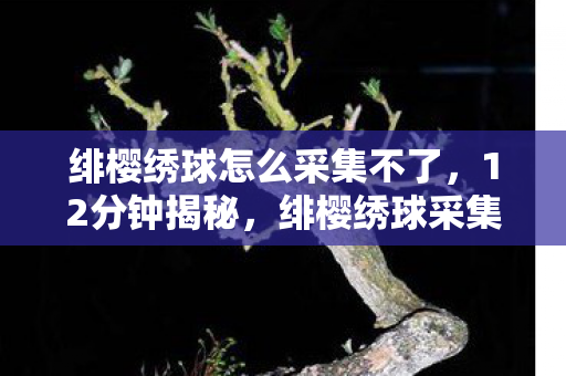 绯樱绣球怎么采集不了，12分钟揭秘，绯樱绣球采集之谜，为何让百万玩家泪目？