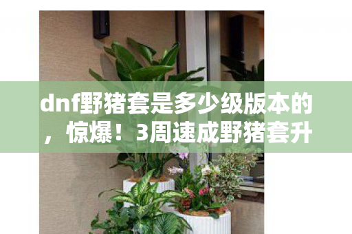 dnf野猪套是多少级版本的，惊爆！3周速成野猪套升级，这酸爽体验谁懂啊！